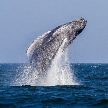 Whale Watching Tours